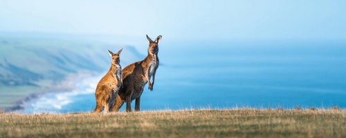 A Kangaroo at Deep Creek, South Australia