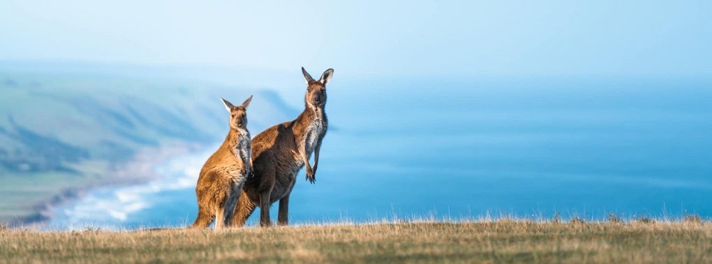 A Kangaroo at Deep Creek, South Australia