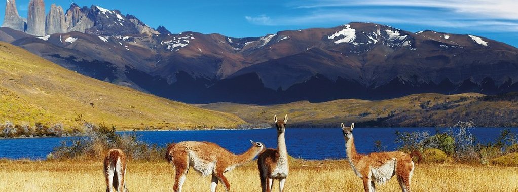 Guanaco in Torres del Paine National Park, Laguna Azul, Patagonia, Chile