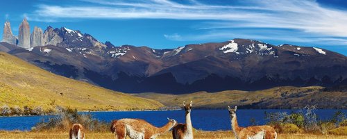 Guanaco in Torres del Paine National Park, Laguna Azul, Patagonia, Chile